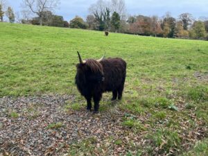 A hairy coo in Glasgow